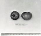 Click for 1 image(s) for this accession. FRUIT